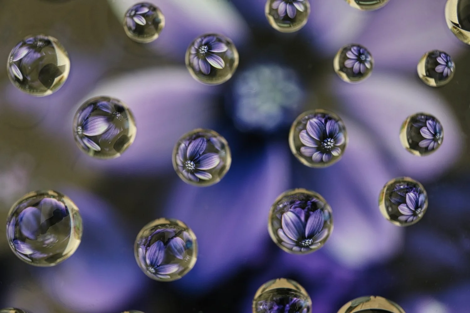 Close-up of a purple flower with multiple water droplets on the petals, each droplet reflecting the flower's image.