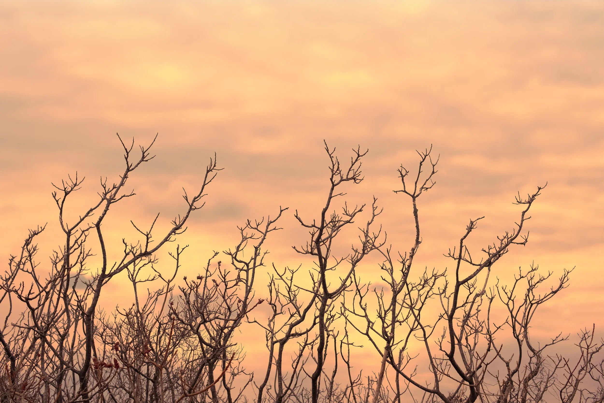 Bare tree branches against a sunset sky with pink and orange clouds.