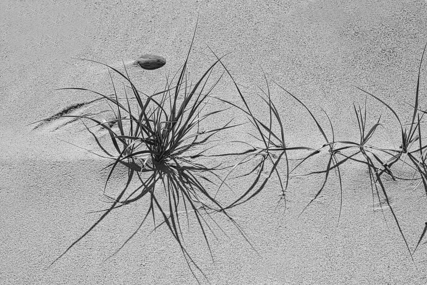Black and white photo of sand dunes with a small tuft of grass and a single foot imprint in the sand.