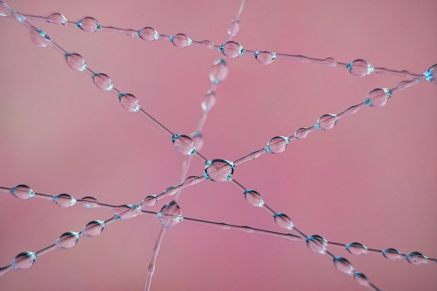 Close-up of a spider web with water droplets on pink background.