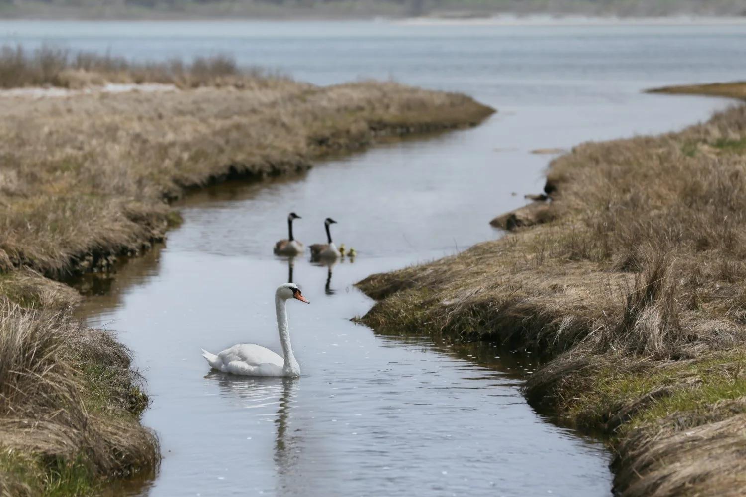 A white swan swimming in a narrow waterway, with two Canada geese in the background, surrounded by grassy banks on a cloudy day.