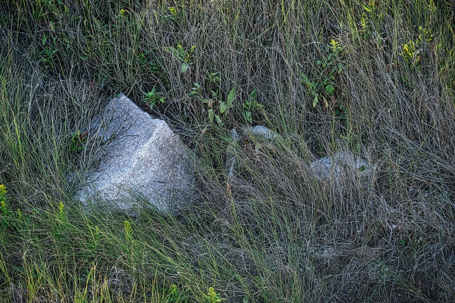 Rocks surrounded by dense grass and small green plants in a natural outdoor setting.