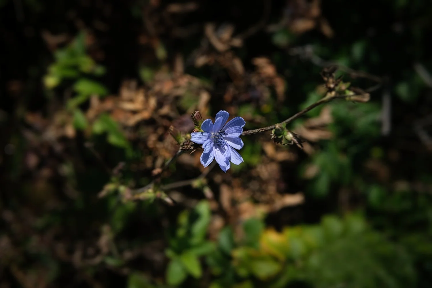 A single blue flower on a thin brown stem with a blurred background of green and brown leaves.