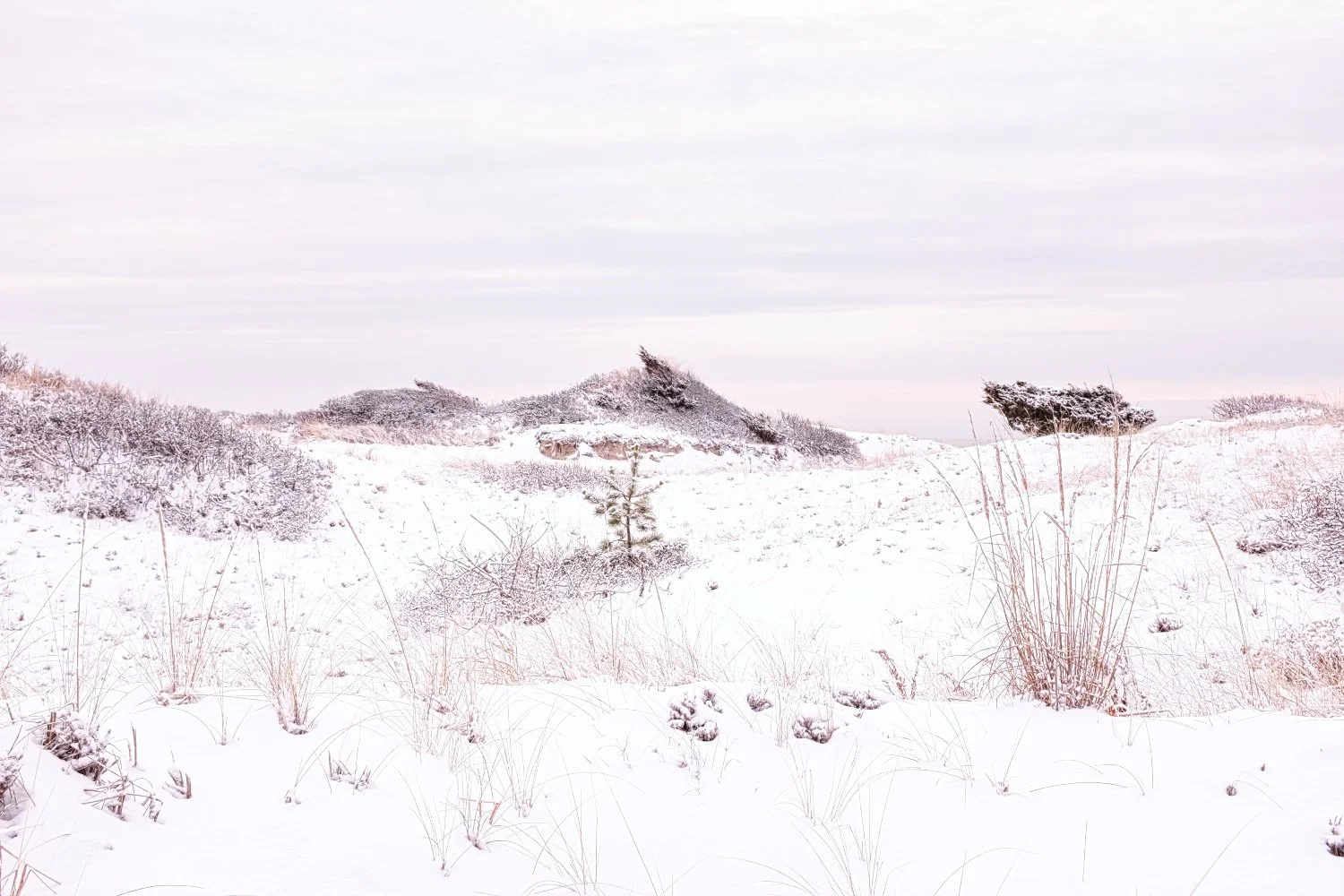 Snow-covered landscape with sparse bushes and trees, cloudy sky
