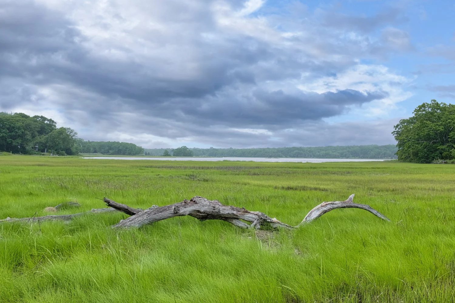 A grassy field with a fallen tree trunk and a body of water in the distance under a cloudy sky.