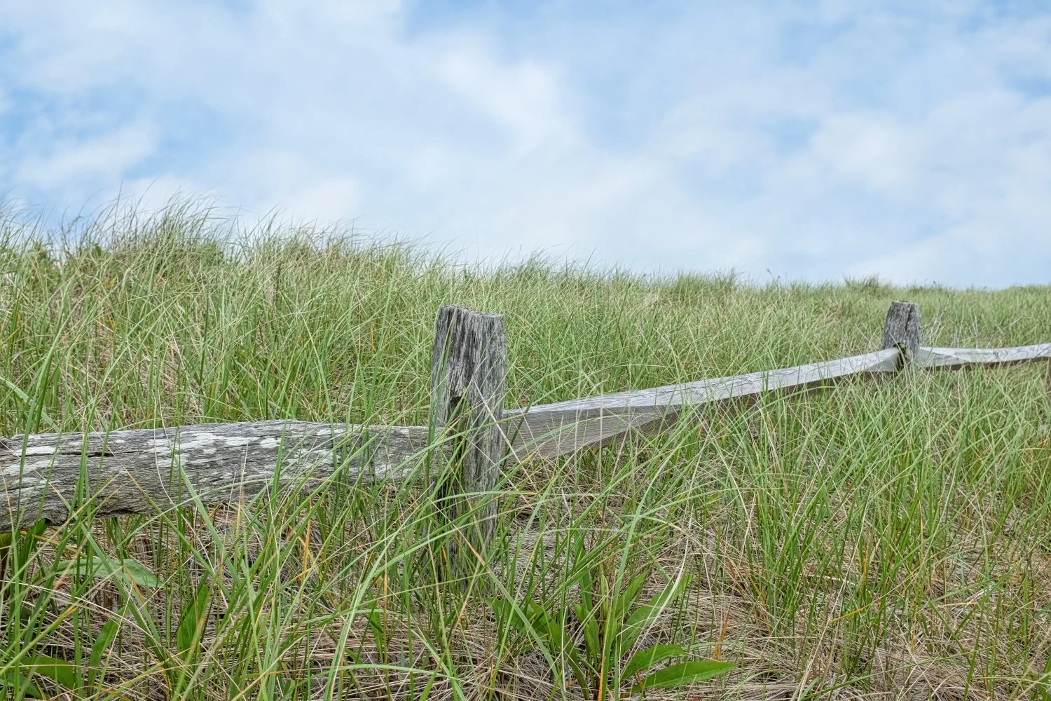 Overgrown grassy sand dune with weathered wooden fence under a partly cloudy sky.
