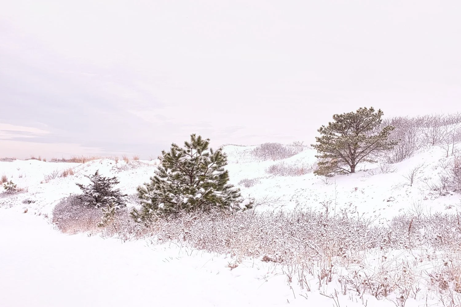Snow-covered landscape with trees and shrubs under overcast sky.