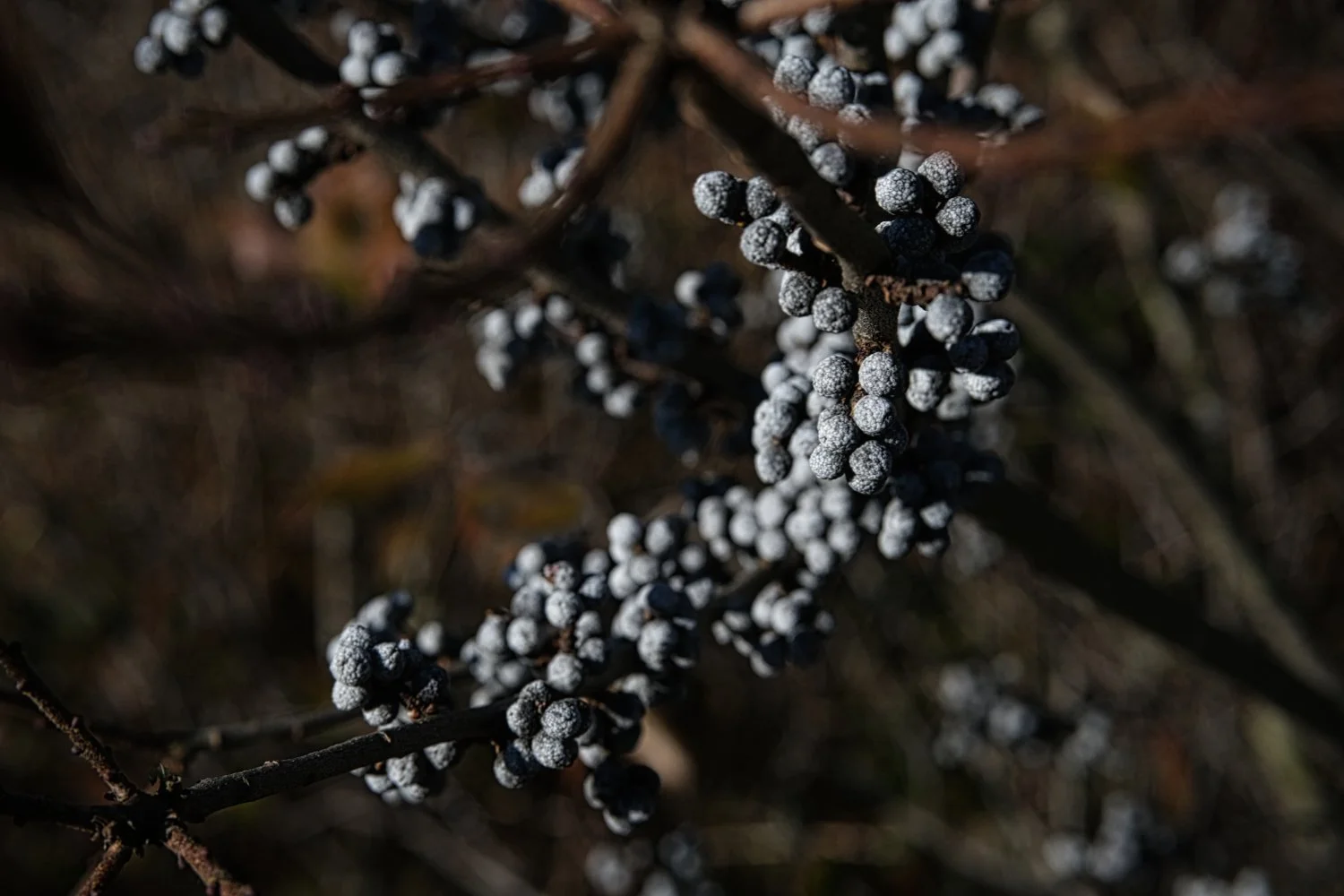 Close-up of dark, bluish-purple berries covered in frost on thin branches, with a blurred background.