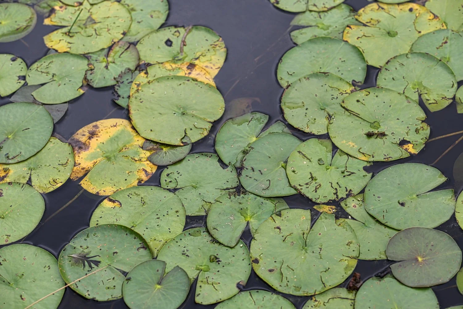 Close-up of green lily pads floating on dark water, some with yellowing and holes.