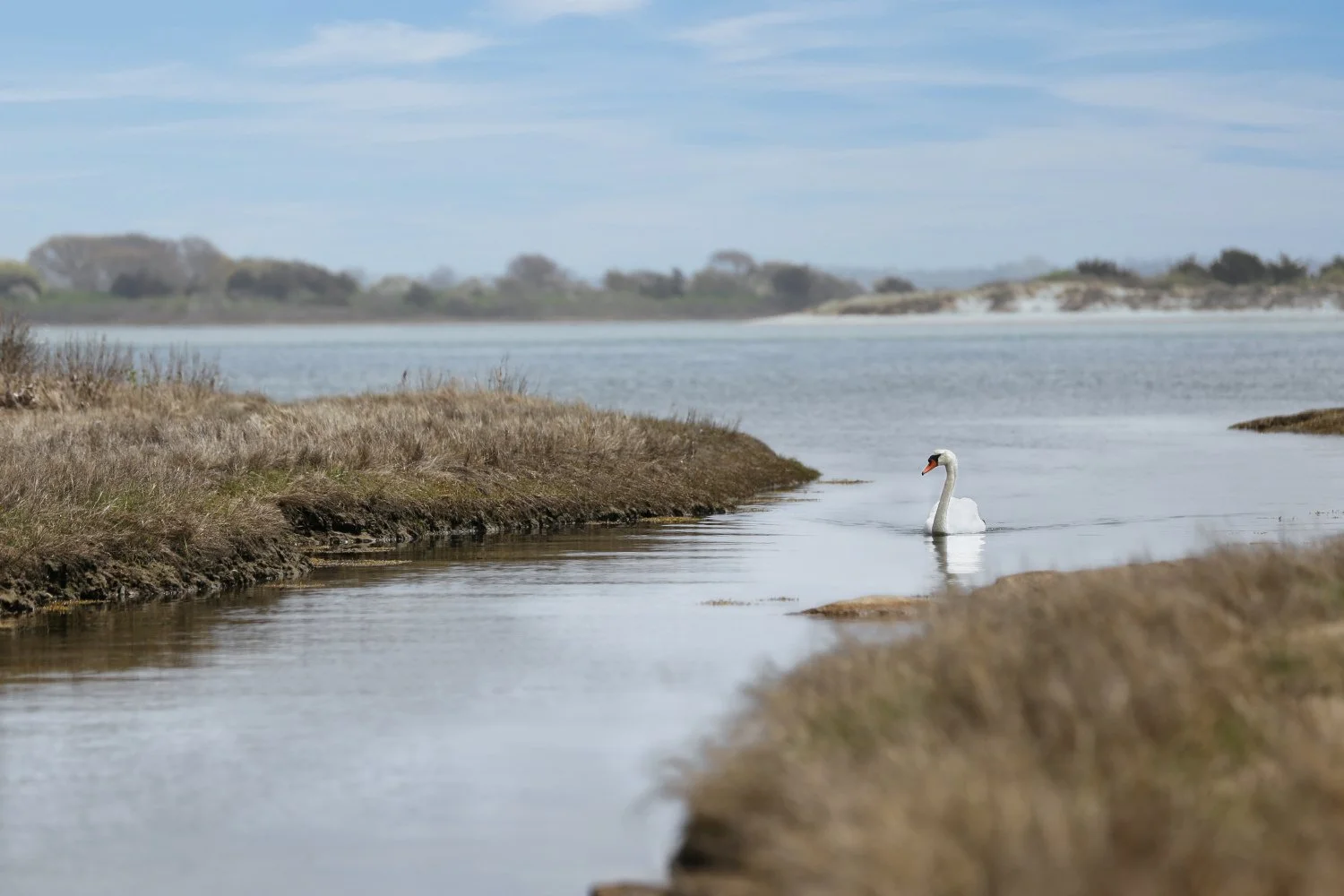 A white swan swimming in a narrow waterway with grassy banks, with a larger body of water and distant trees in the background under a partly cloudy sky.