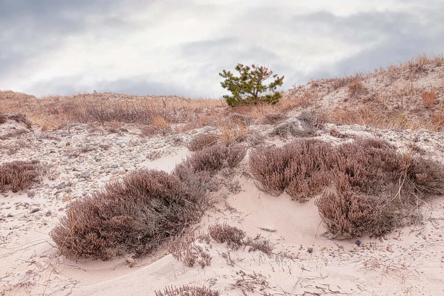 A sandy coastal landscape with low shrubs and a small pine tree under a cloudy sky.