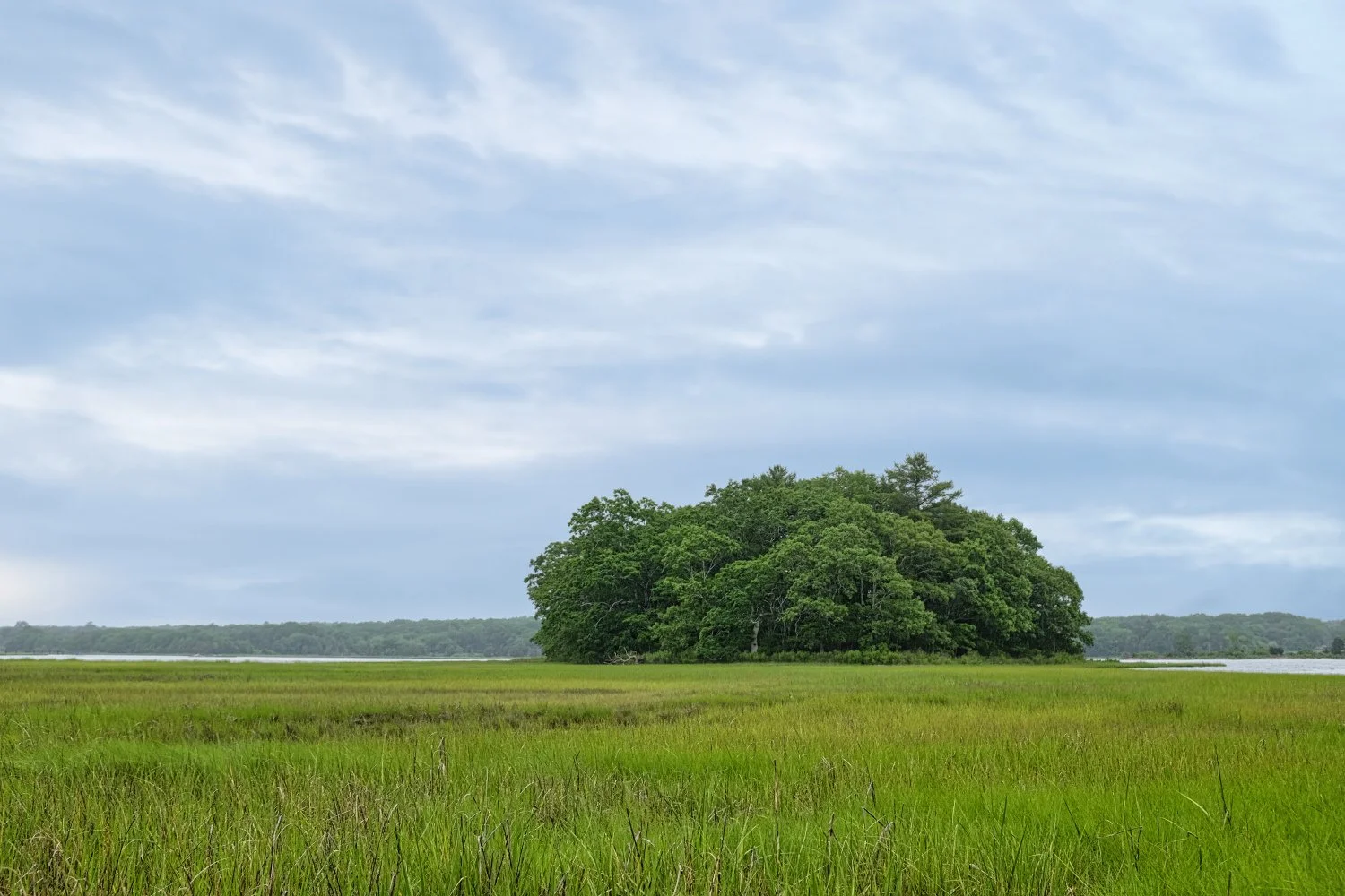 A lush green island of trees in a grassy wetland with a cloudy sky above.