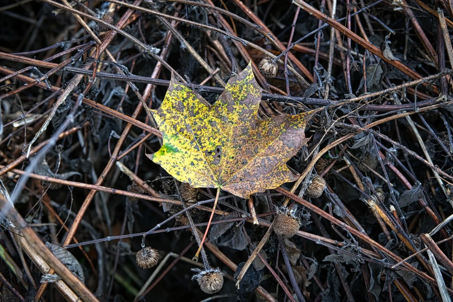 A fallen multicolored maple leaf on a bed of dry twigs and plant material.