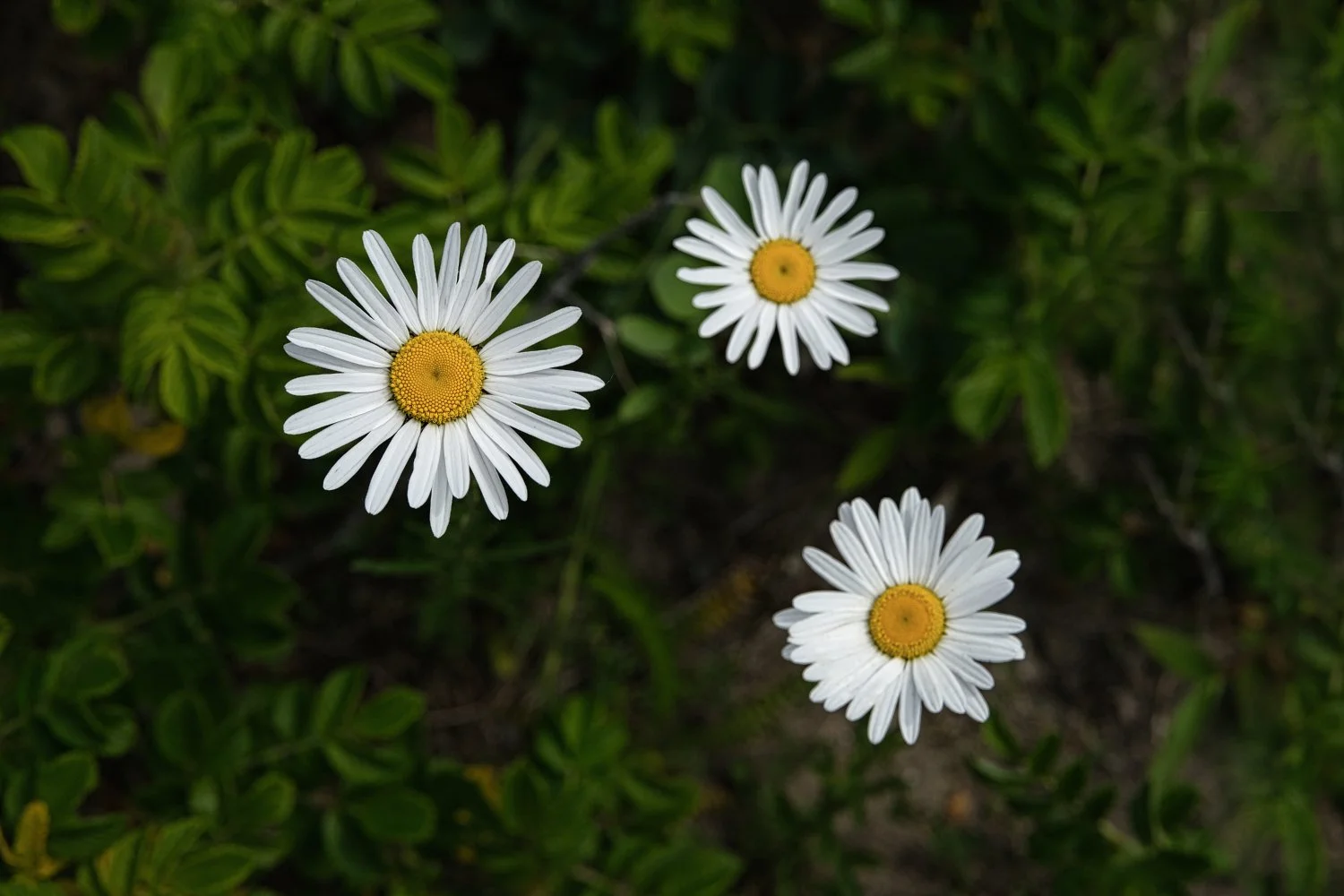 Three daisy flowers with white petals and yellow centers growing in green grass.