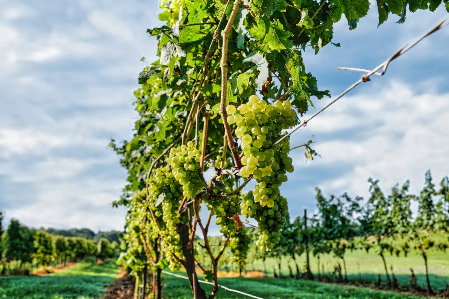 Green grapevine with clusters of grapes growing in a vineyard under a cloudy sky.