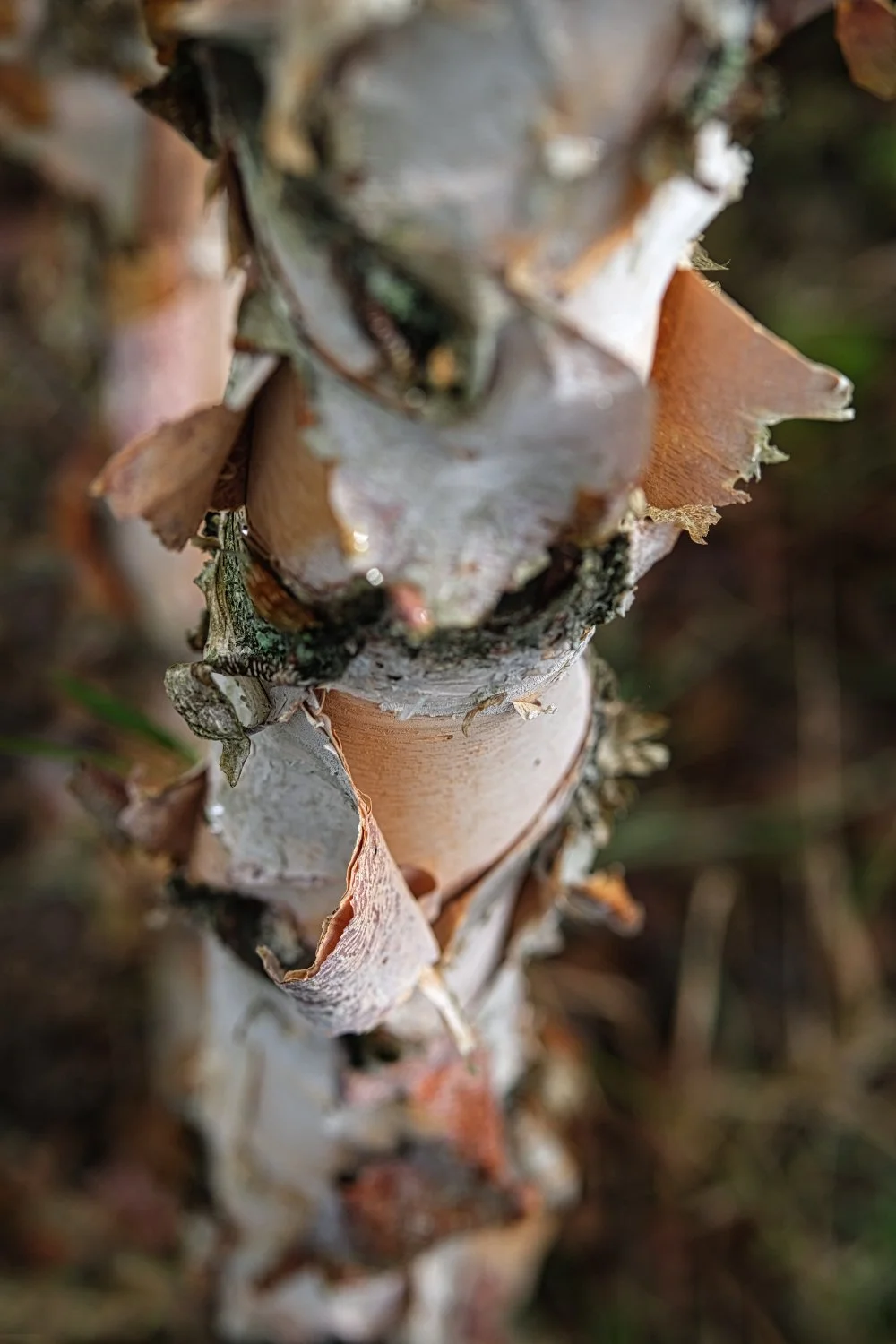 Close-up of a tree trunk with peeling bark.