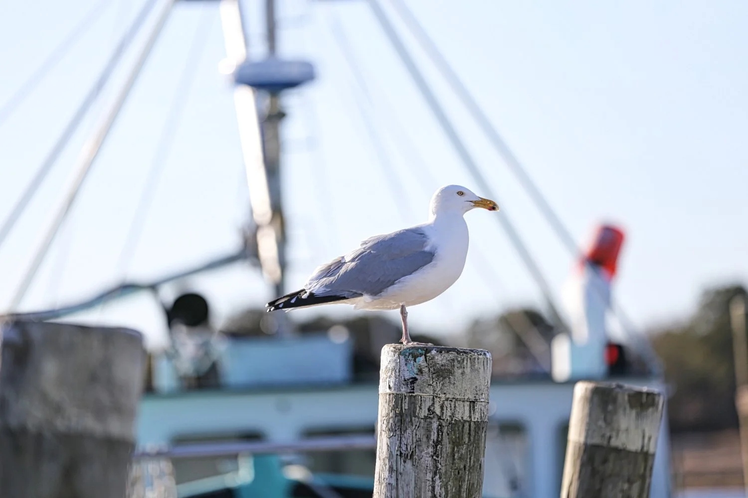 Seagull standing on a wooden post in a marina with a boat and sailboat rigging in the background.