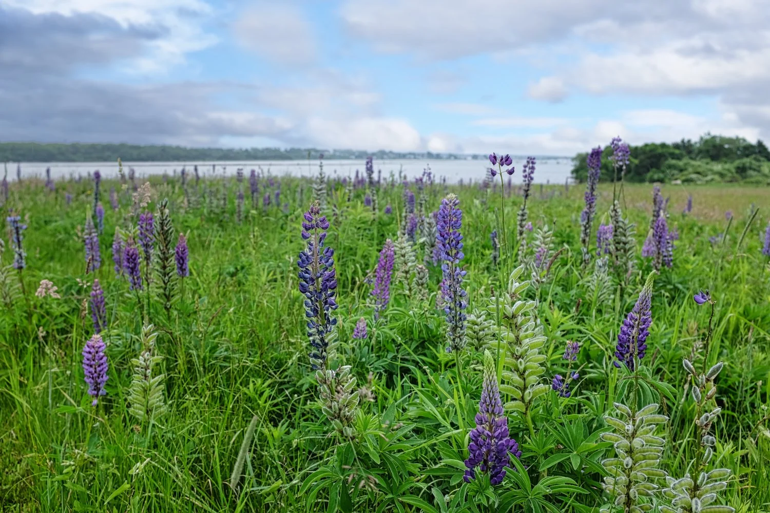 A field of purple and blue lupine flowers with green grass, a body of water, trees, and clouds in the background.