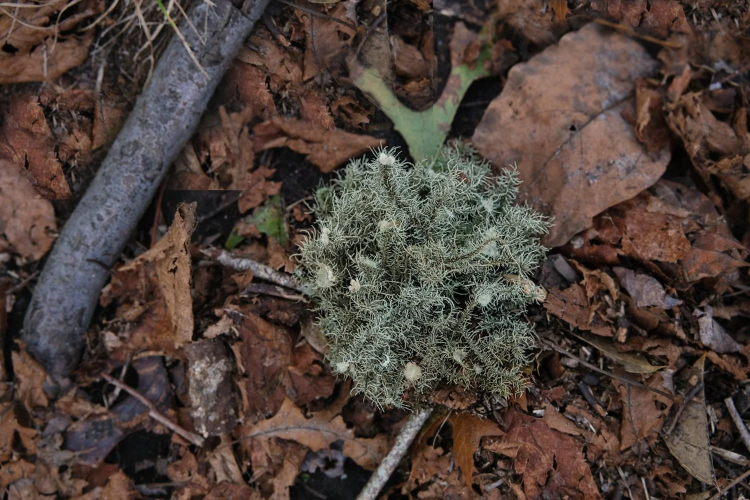 A small, spiky, fuzzy plant with tiny white flowers growing among brown fallen leaves and twigs on the forest floor.