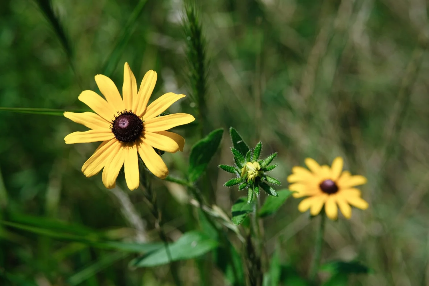 Yellow flowers with dark centers, surrounded by green grass and foliage.