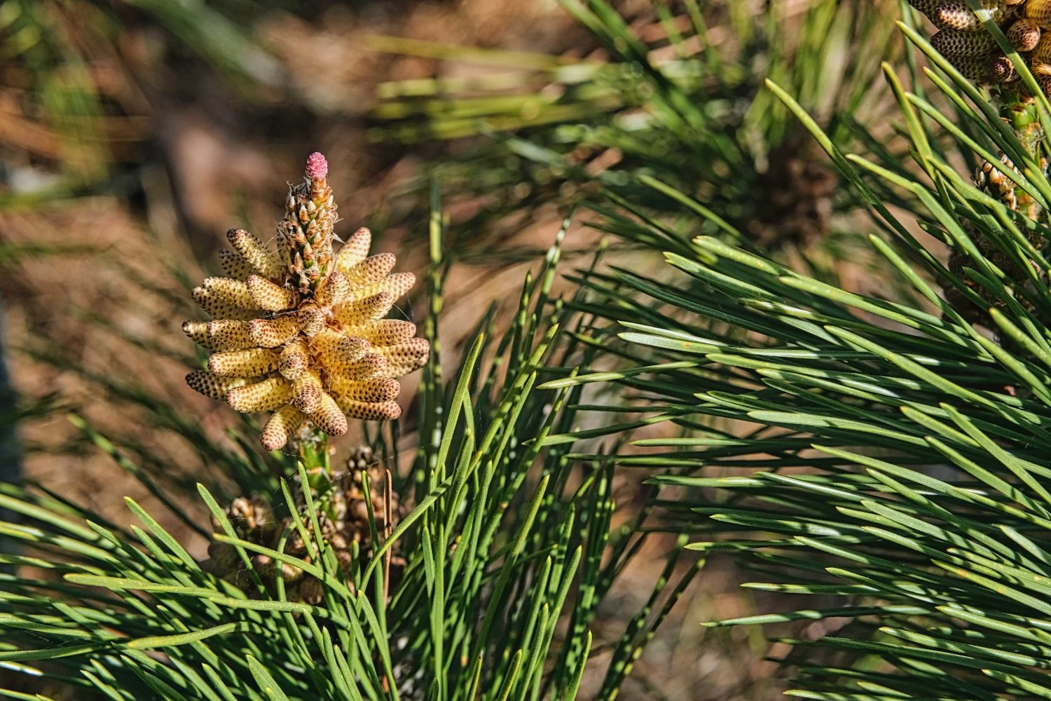 Close-up of a young pine cone on a pine tree among green pine needles.