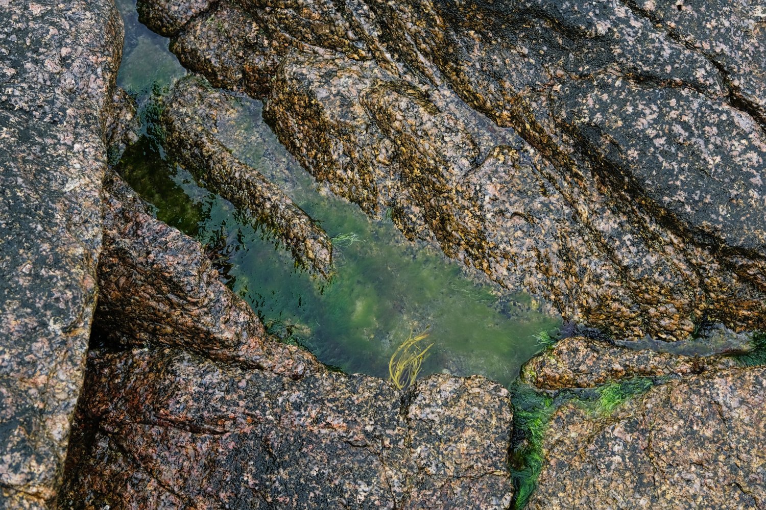 Close-up of wet, textured rocks surrounding a small pool of clear water with green algae and seaweed.
