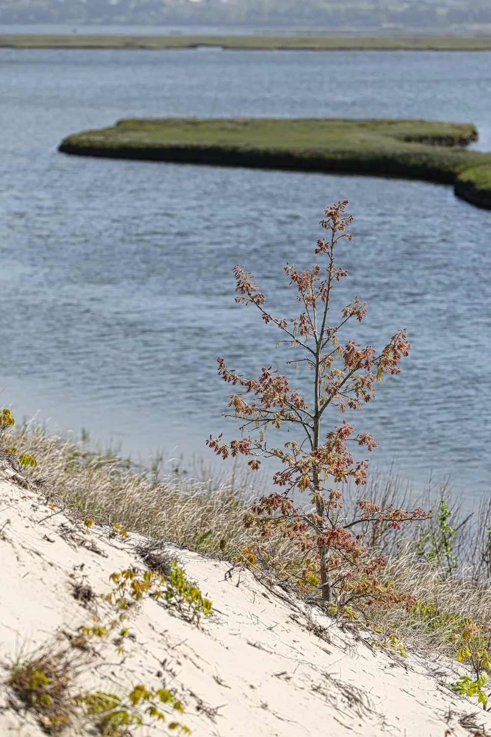A young tree with reddish leaves growing on a sandy slope by a body of water, with grassy patches and islands in the background.