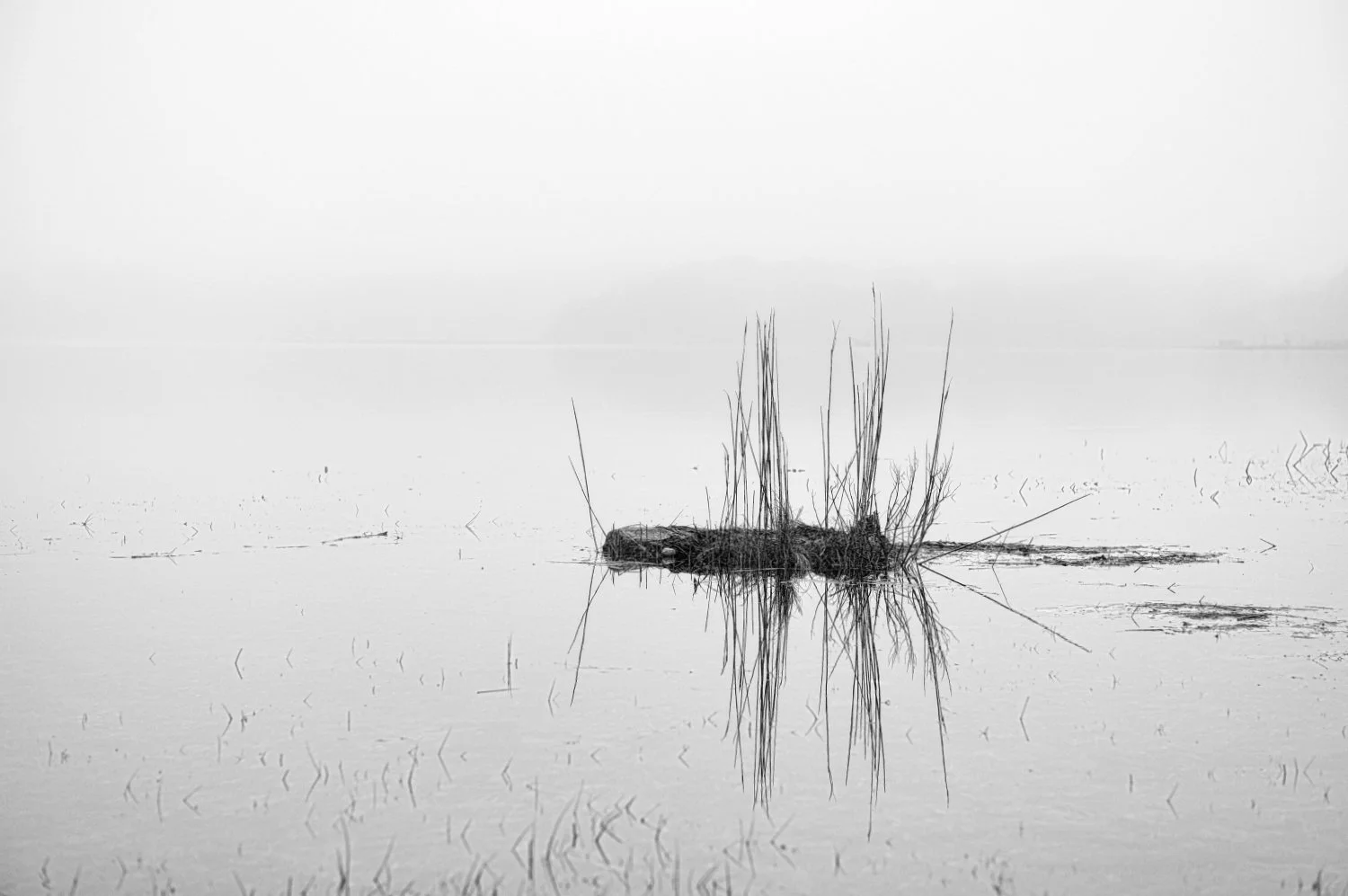A black and white photo of a small island or mound with tall grass and reeds in the middle of a calm body of water, with their reflection visible in the water.