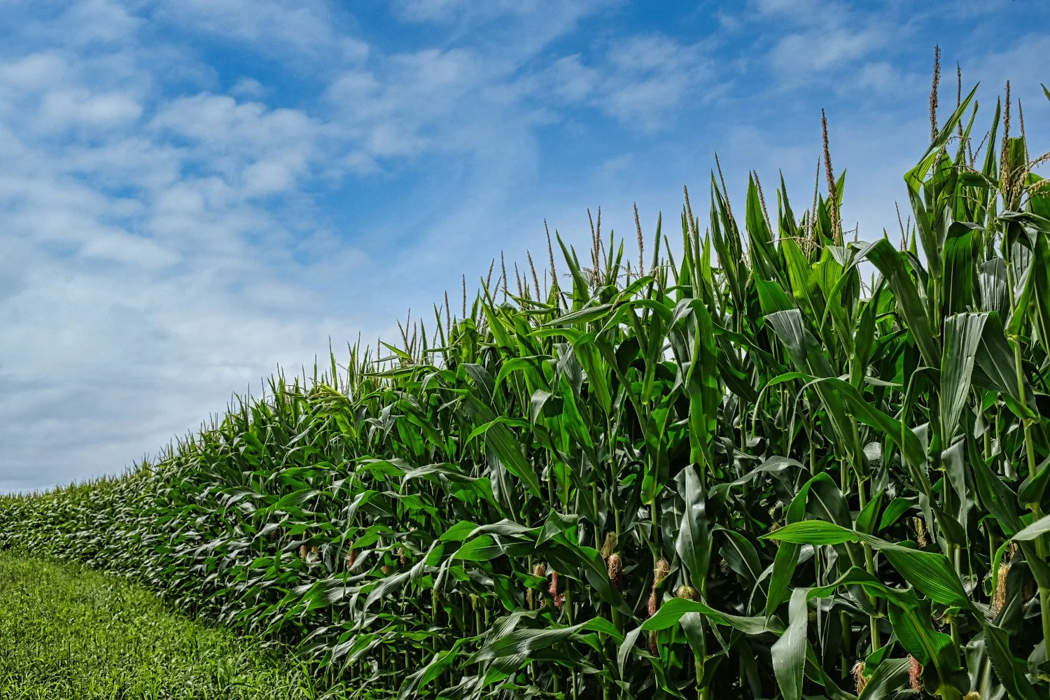 A large field of tall, green corn plants growing under a partly cloudy blue sky.