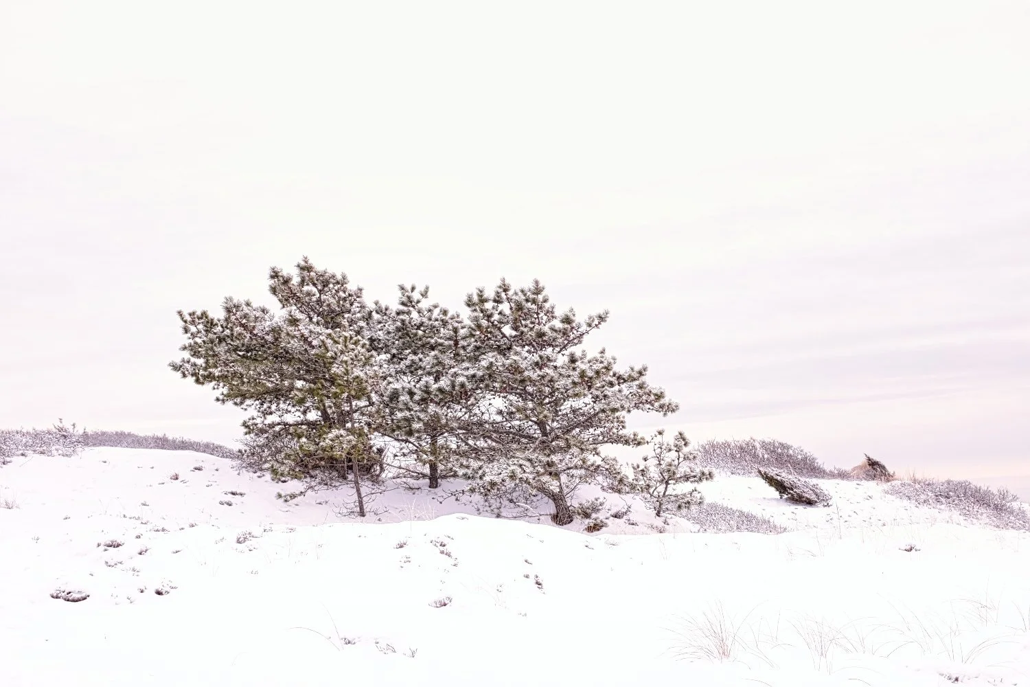 Snow-covered landscape with trees and sparse vegetation under an overcast sky.