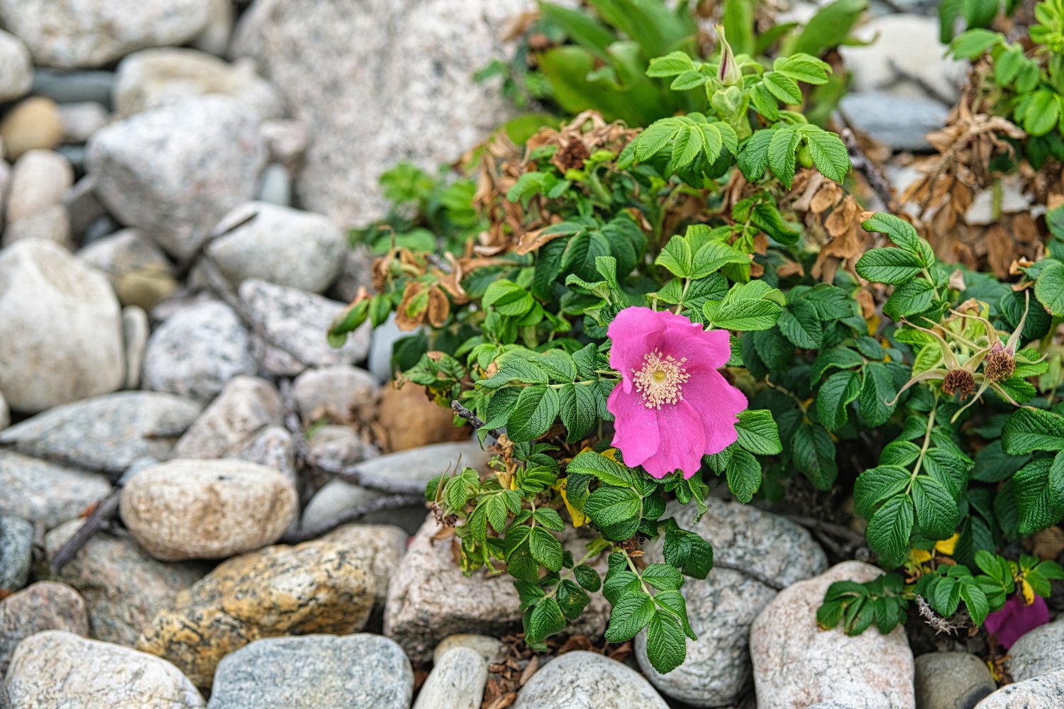 Pink flower with green leaves on rocky ground with small stones.