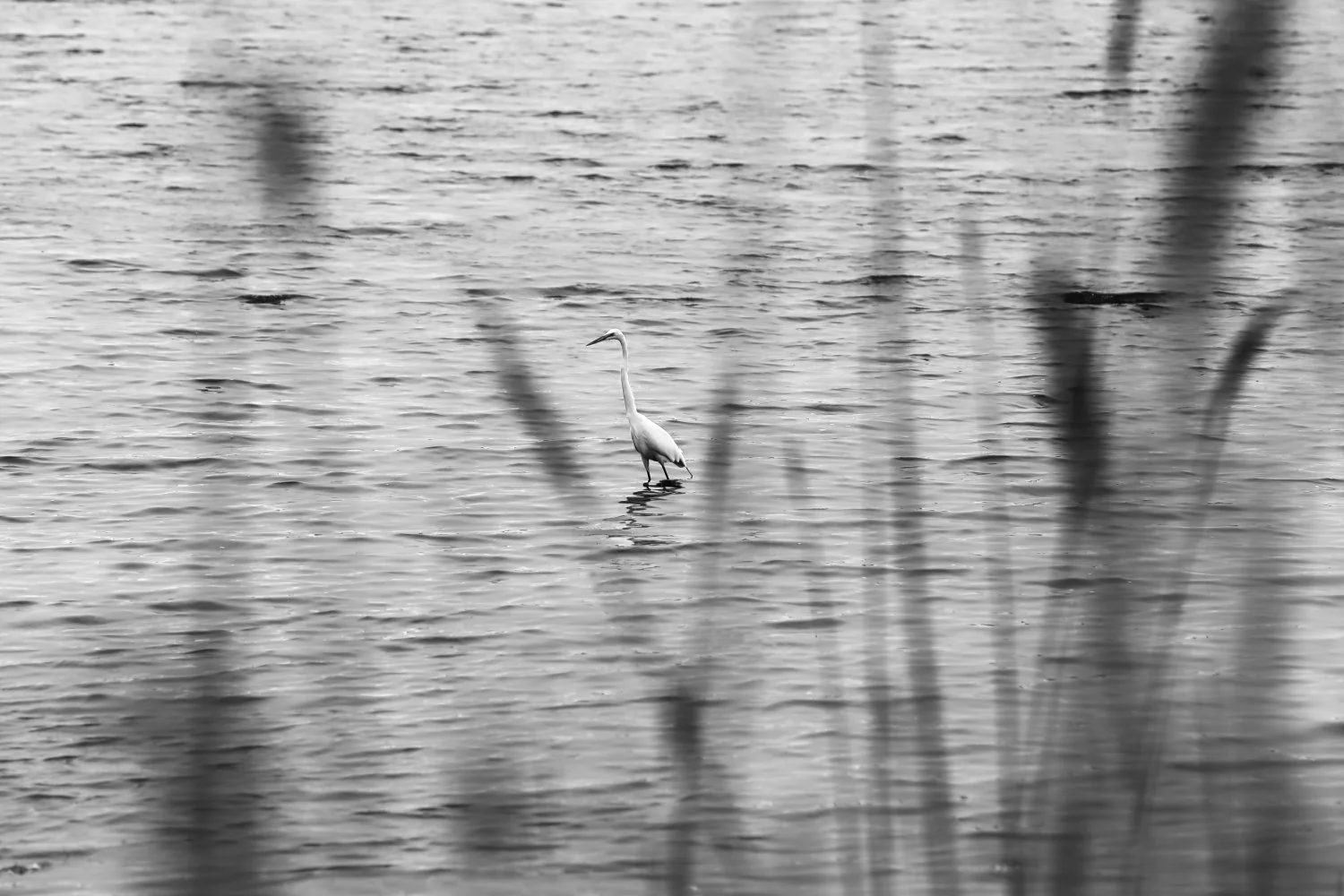 A lone heron standing in shallow water near the shoreline with grass in the foreground and ripples on the water surface.