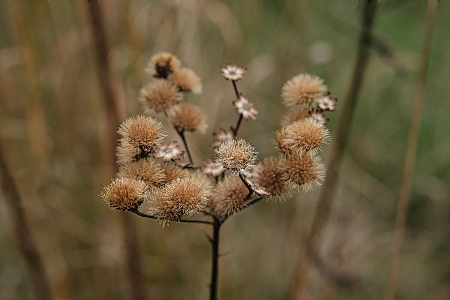 Close-up of dried, fluffy seed heads on a wild plant in a natural setting.