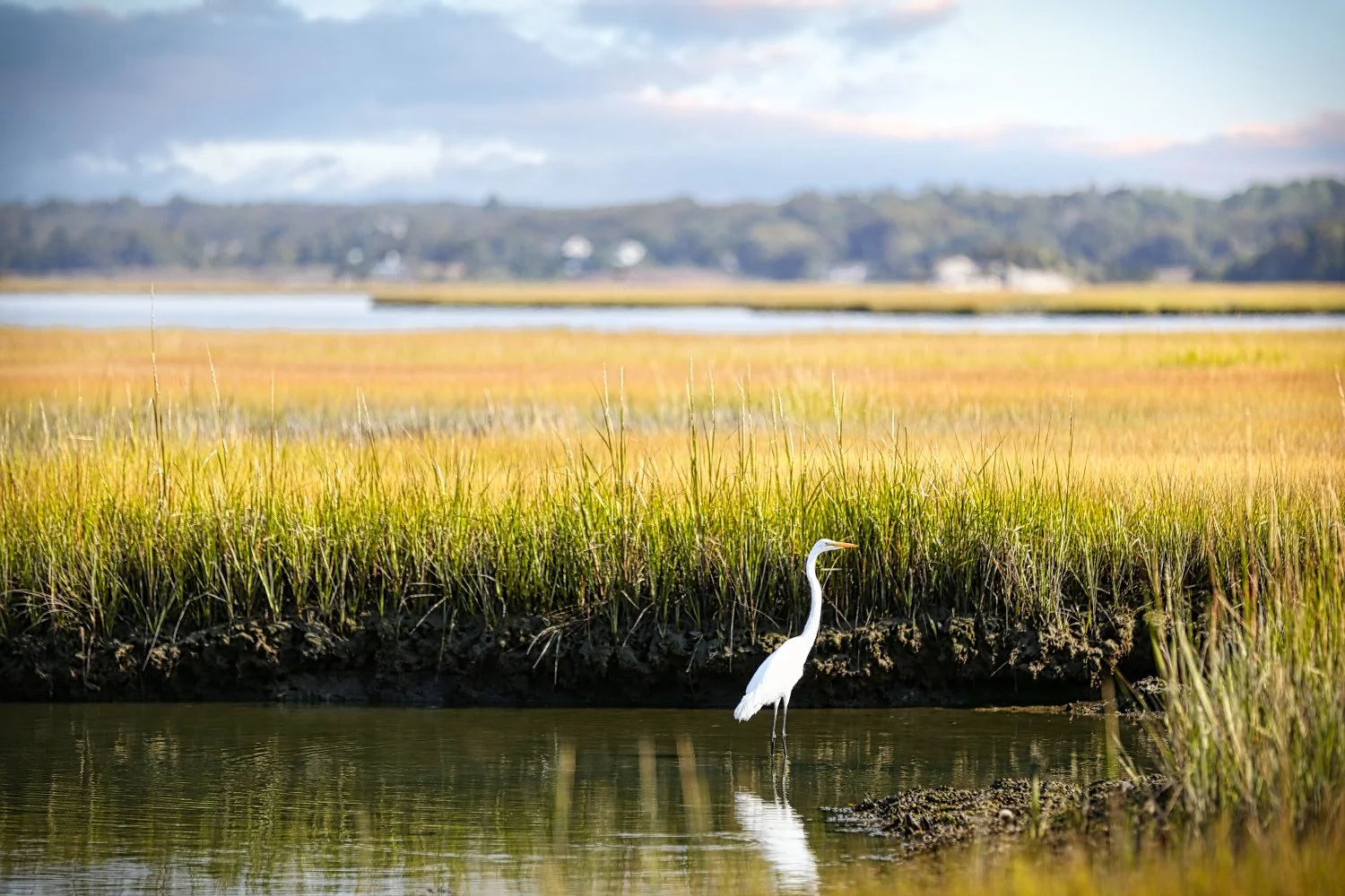 A white heron standing in the water at the edge of a marsh with tall grasses and a distant landscape with hills and trees under a partly cloudy sky.