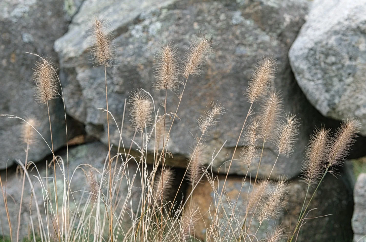 Tall, wispy beige grass in front of large gray rocks.