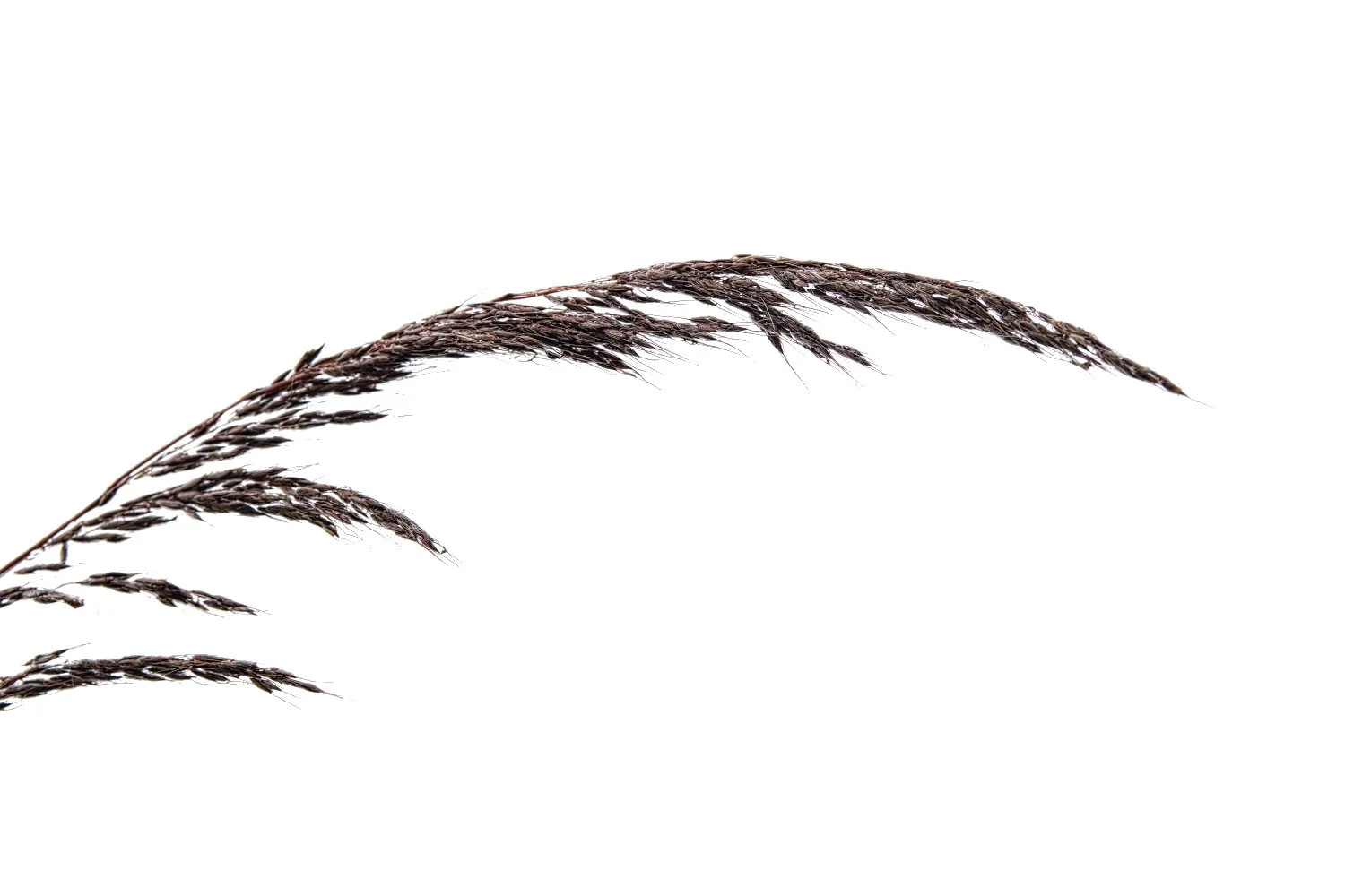 Three dark brown dried grass or wheat stalks on a white background.