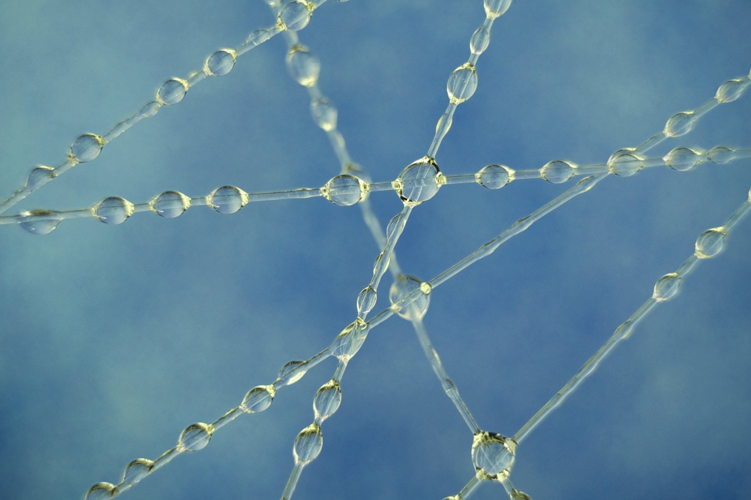 Close-up view of a delicate spider web with water droplets clinging to the silk threads.