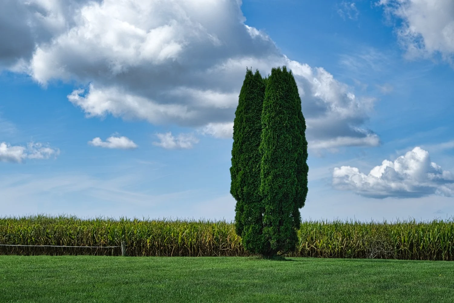 Tall, green, conical-shaped evergreen tree in a grassy field with cornfield in background and blue sky with scattered clouds above.