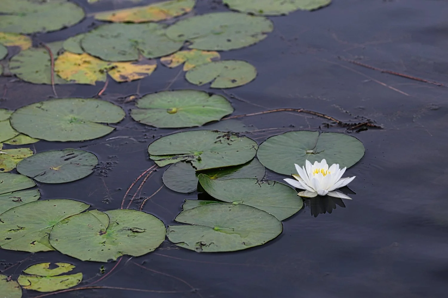 A white water lily with yellow stamens floating on a pond surrounded by green lily pads.