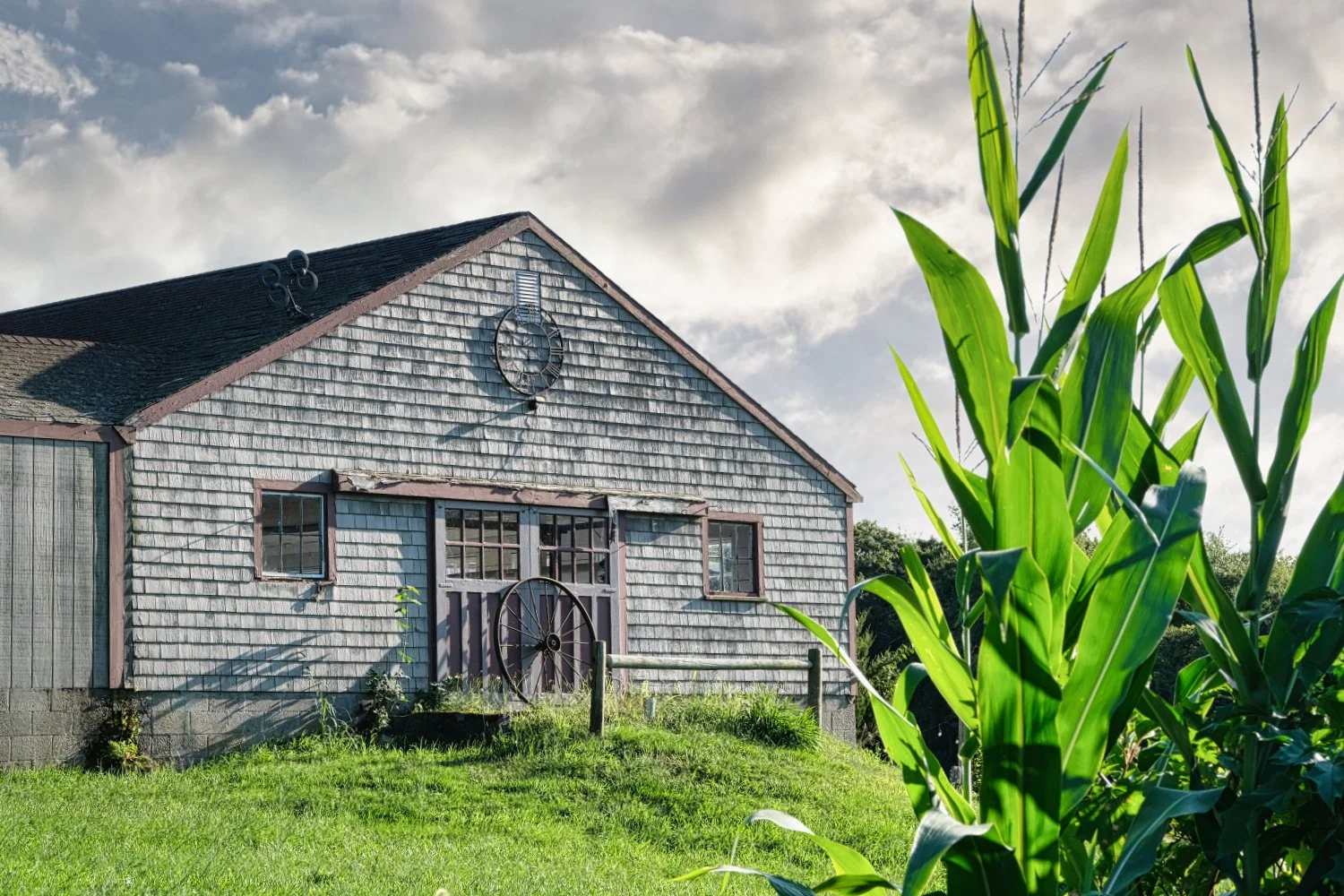 An old wooden barn with weathered gray shingle siding and a black roof, surrounded by green grass and tall corn plants on the right, under a partly cloudy sky.