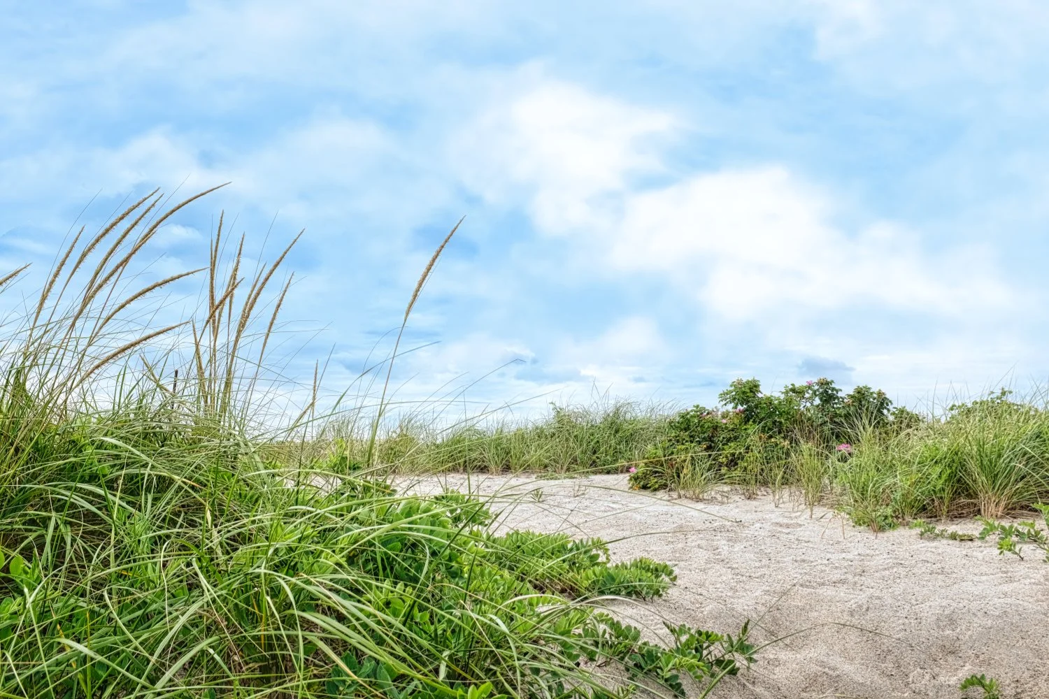 Sandy beach path bordered by green grasses and plants, under a partly cloudy sky.