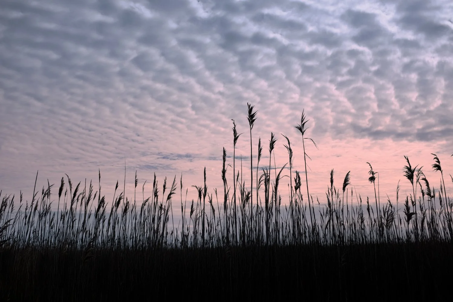 Silhouetted tall grass in a field at dusk or dawn with a partly cloudy sky showing shades of pink and purple.