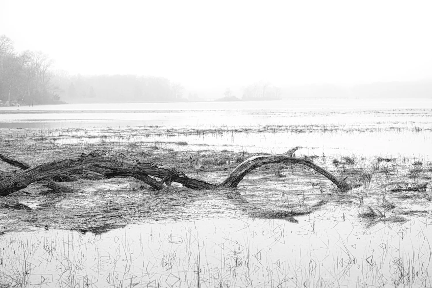 A black and white photo of a flooded landscape with a fallen tree in the foreground and a hazy horizon with trees and open land in the background.