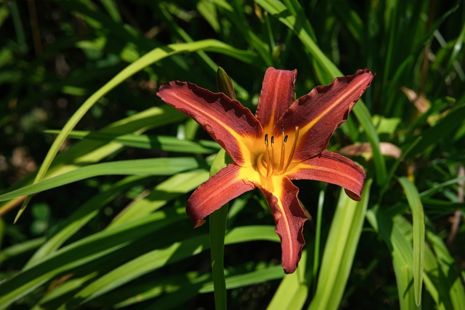 A close-up of a reddish-brown daylily flower with yellow throat, surrounded by green foliage.