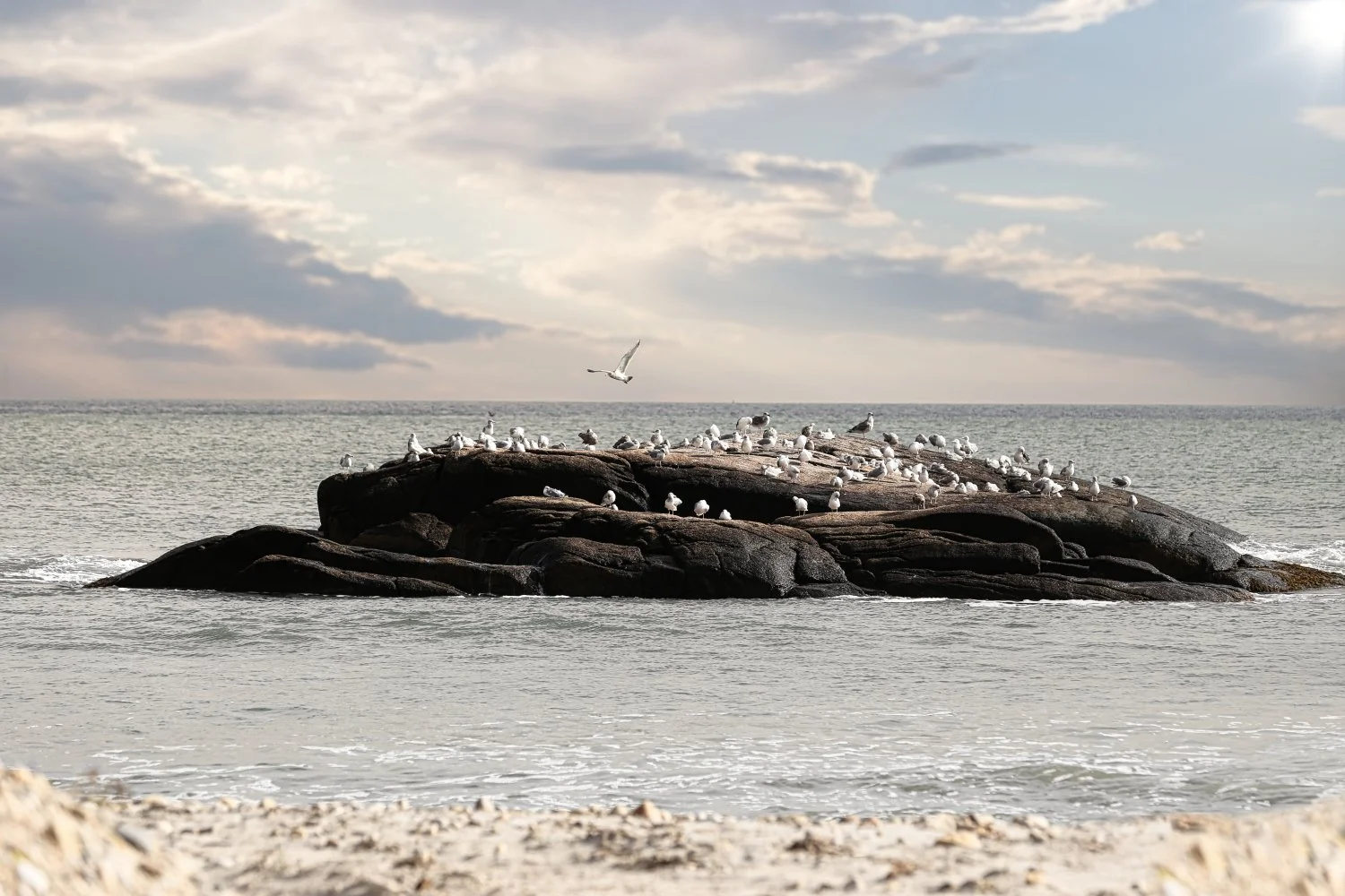 Seagulls resting on a rocky outcrop at the beach with some flying overhead, calm ocean in the background, and a cloudy sky.
