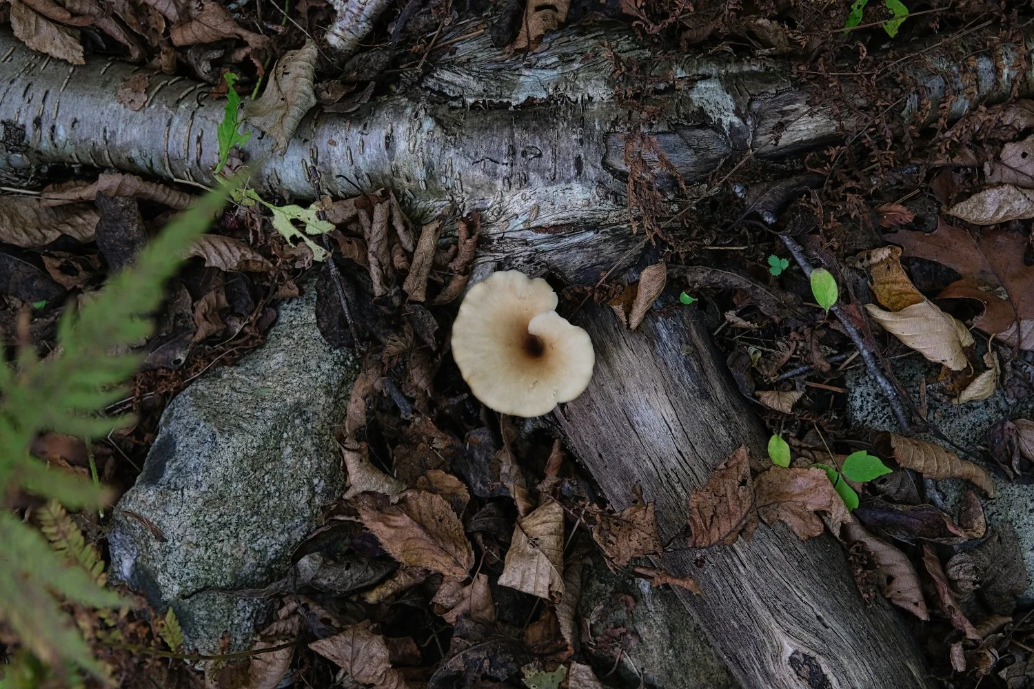 A small beige mushroom growing near a fallen log in a forest floor covered with dry leaves, rocks, and some green plants.