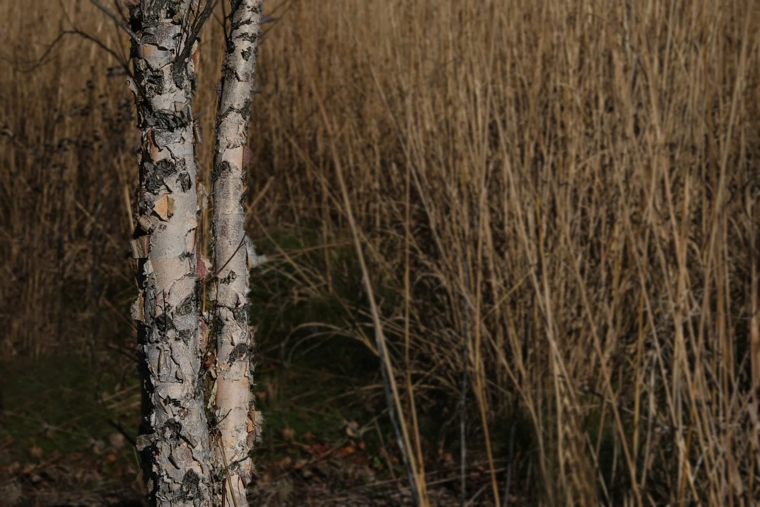 Close-up of birch tree trunks with peeling bark in a field of tall, dry grass.