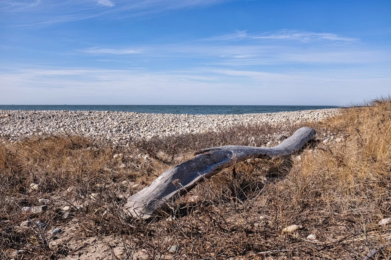 A pebble beach with a large piece of driftwood amid dry grass, overlooking the Atlantic Ocean on a clear day.