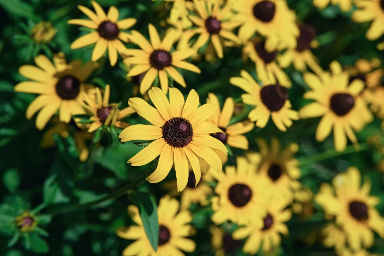 Close-up of yellow flowers, some with dark centers, surrounded by green leaves.