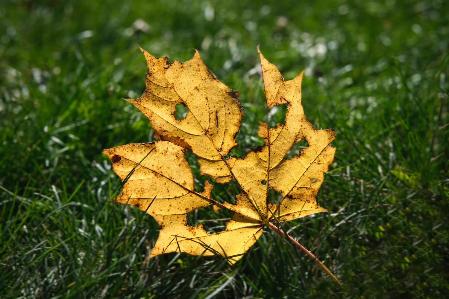 Close-up of yellow autumn leaves on green grass